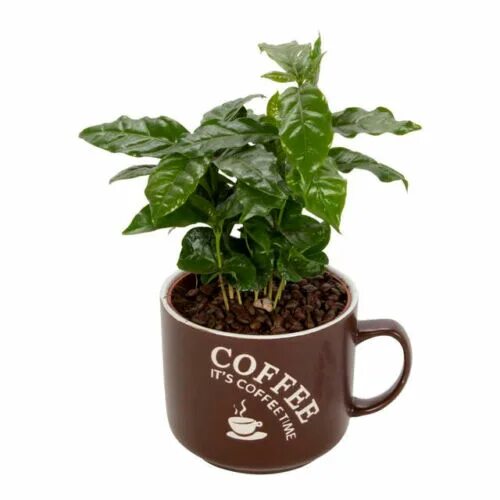 Растение кофе арабика фото COFFEE PLANT 10 SEEDS - Dwarf Tropical Coffee House Plant - Coffea arabica nana 