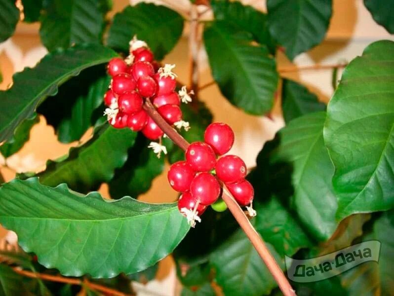 Растение кофе в домашних условиях фото Кофе Арабика (Coffea arabica) - описание сорта, фото, саженцы, посадка, особенно