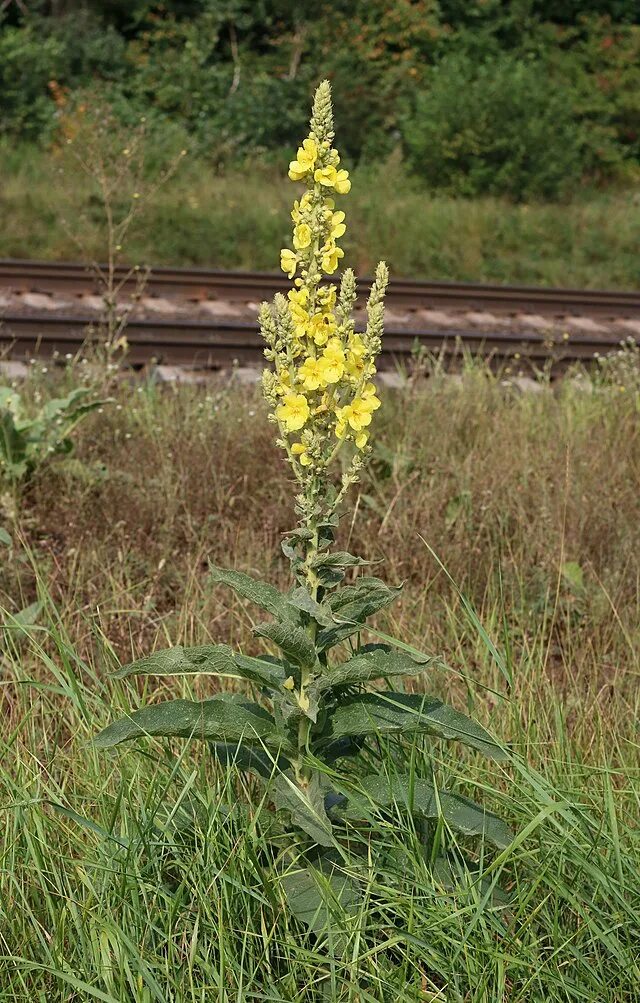 Растение коровяк фото и описание как выглядит Scrophularieae - Вікіпедія