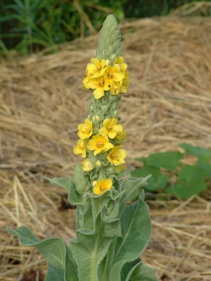 Растение коровяк фото и описание как выглядит Imagen relacionada Perennial herbs, Herbs, Medicinal plants