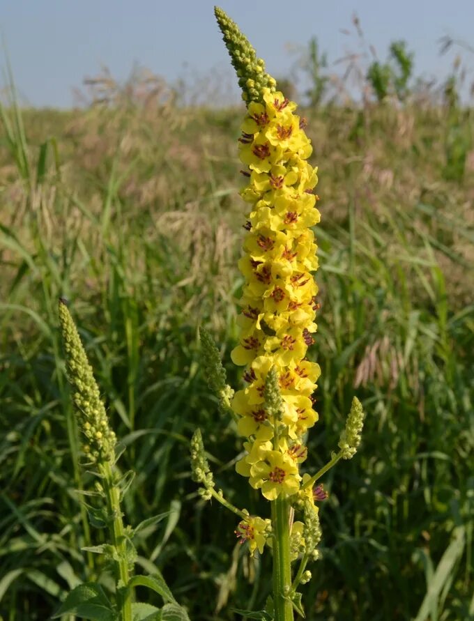 Растение коровяк фото и описание как выглядит Verbascum nigrum - Image of an specimen - Plantarium