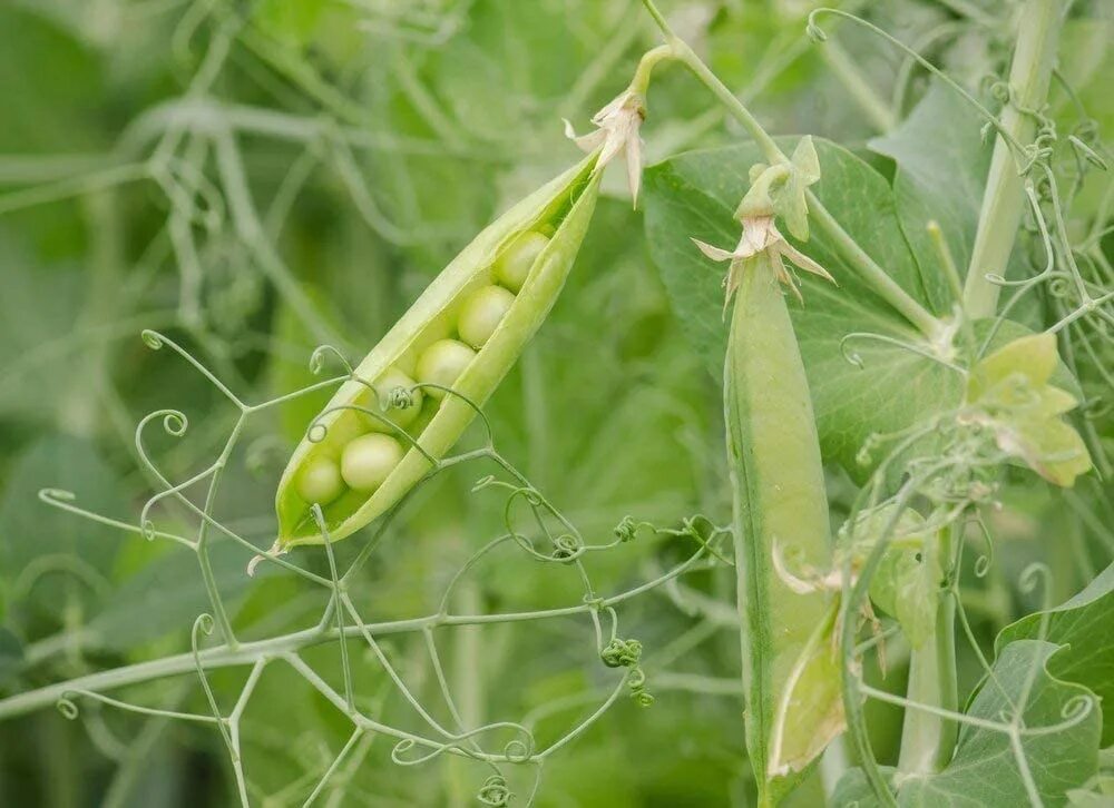 Растение которое выглядит как горох Organic Green Split Peas by Food to Live (Non-GMO, Kosher, Raw, Dried) eBay