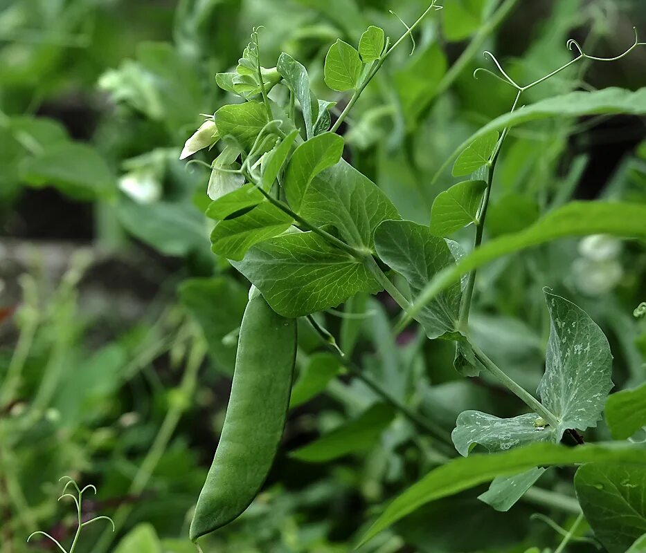 Растение которое выглядит как горох Pisum sativum - Image of an specimen - Plantarium