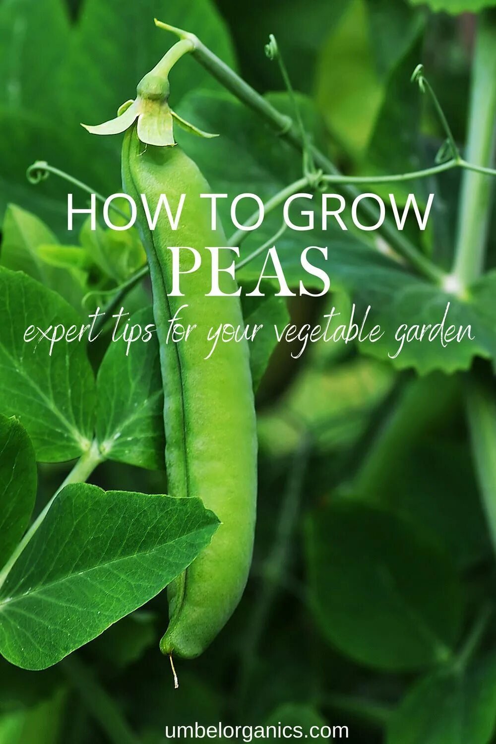 Растение которое выглядит как горох How To Grow Peas In Your Vegetable Garden