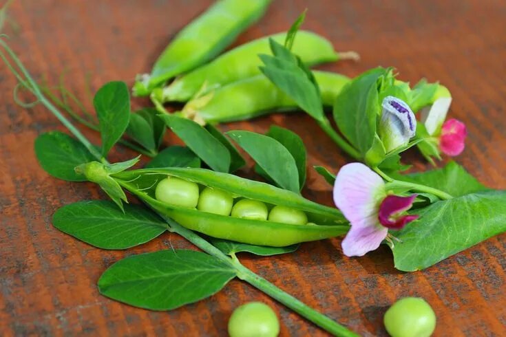 Растение которое выглядит как горох He said, 'Go' Frozen peas, Peas, Fast growing plants