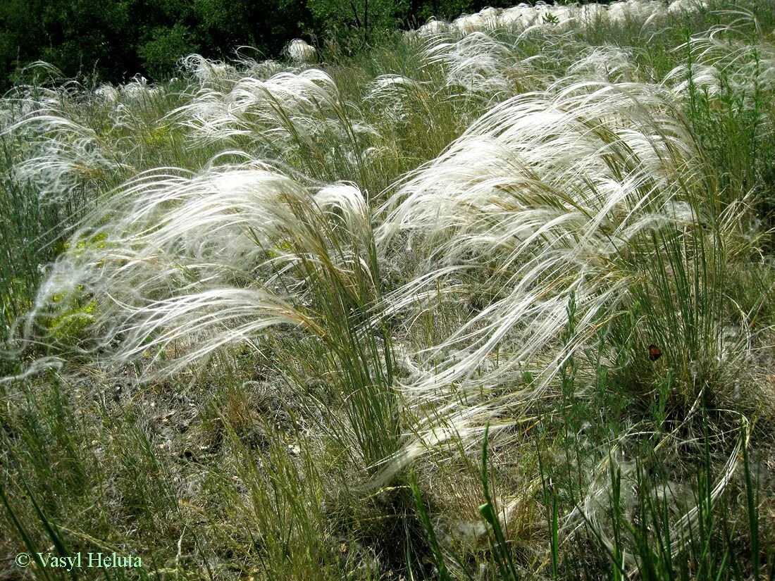 Файл:Stipa pennata flowering spikes.jpg - Википедия