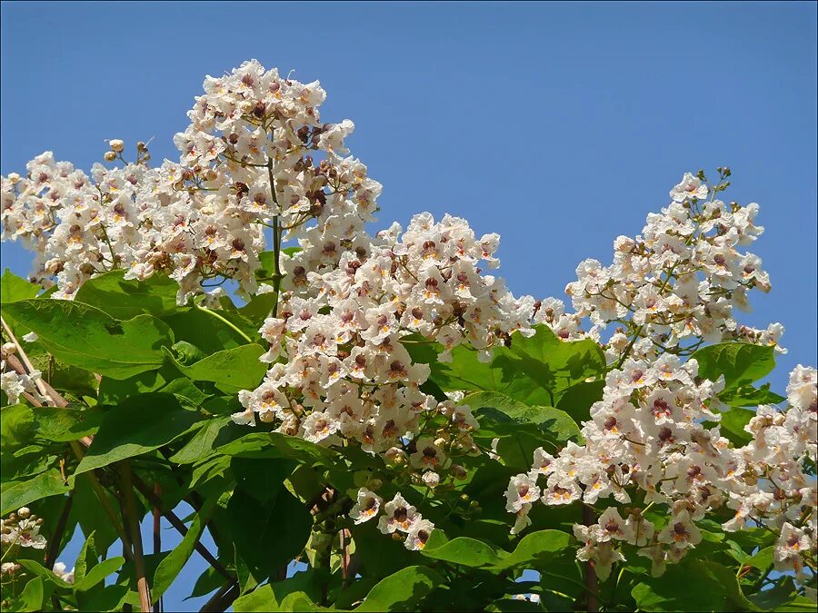 Растение краснодар фото Catalpa bignonioides - Image of an specimen - Plantarium