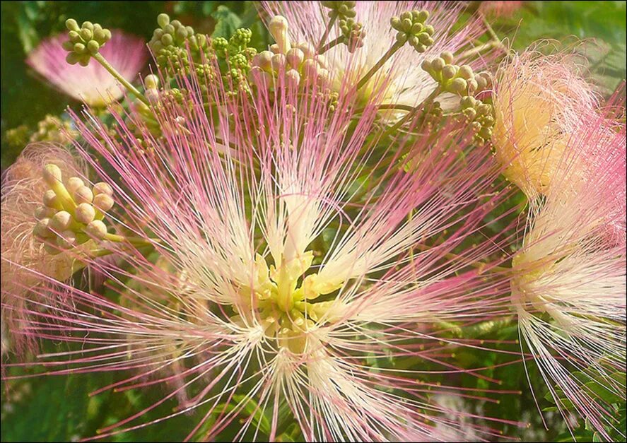 Растение краснодар фото Albizia julibrissin - Image of an specimen - Plantarium