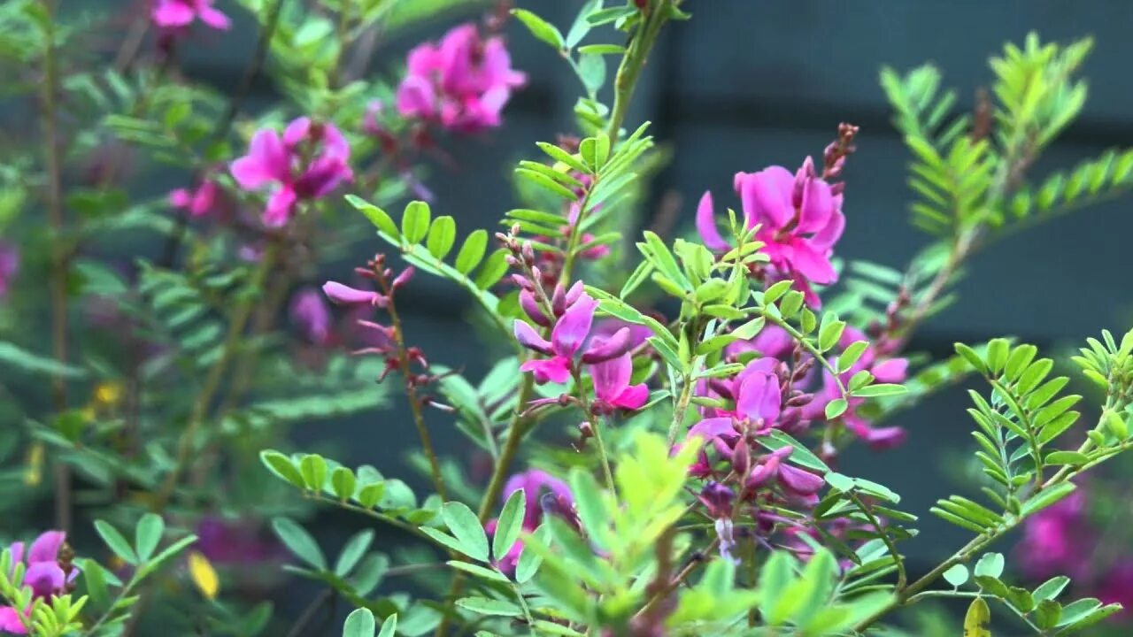 Растение краснодар фото Indigofera heterantha (Himalayan Indigo) - YouTube