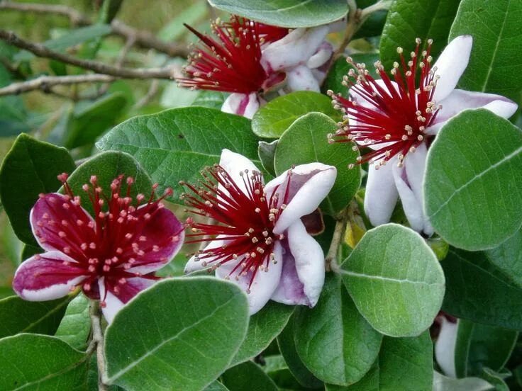 Растение краснодар фото Feijoa flower. Exótico