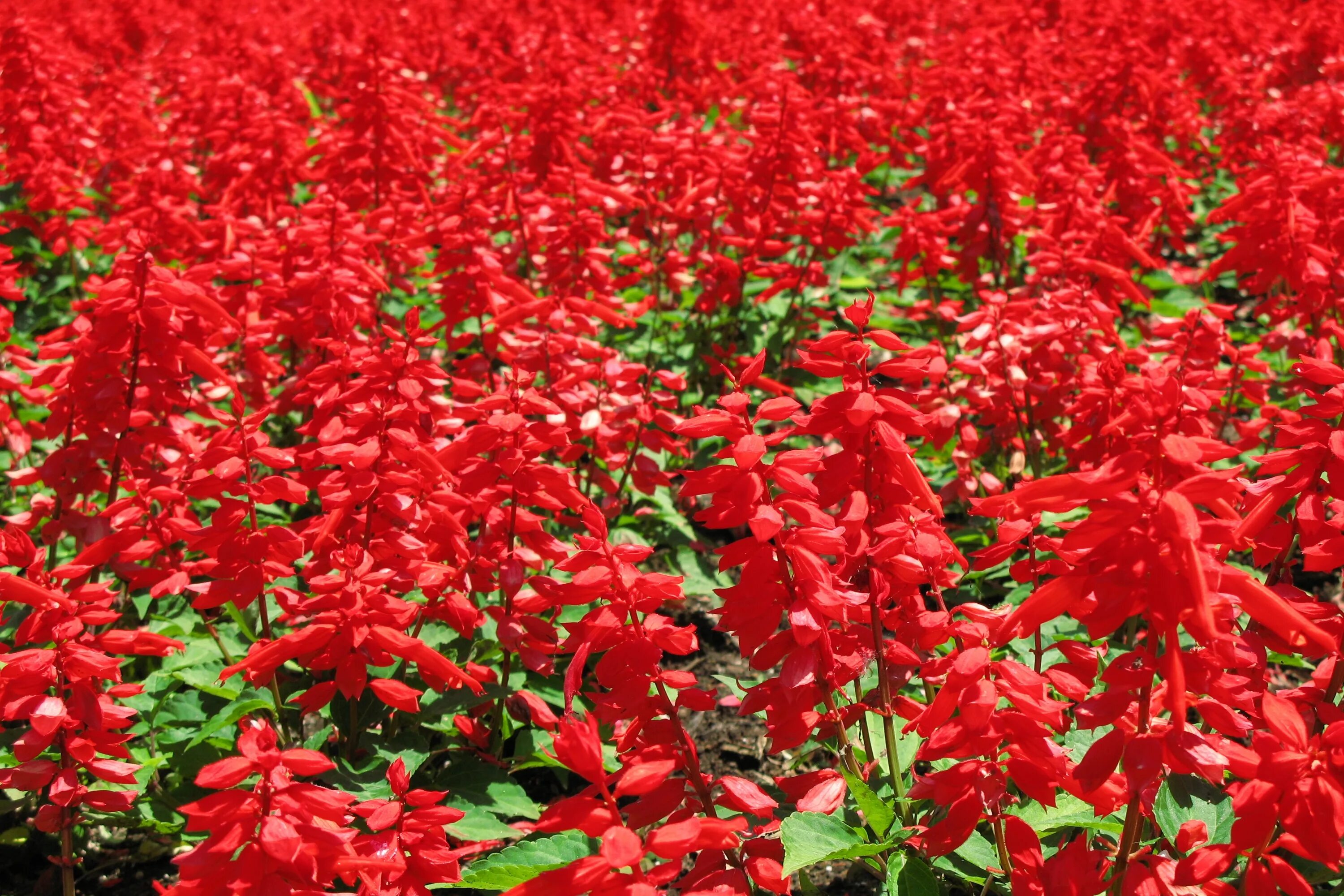 Растение красного цвета фото Free Images : flower, pattern, high, red, herb, botany, flora, background, shrub