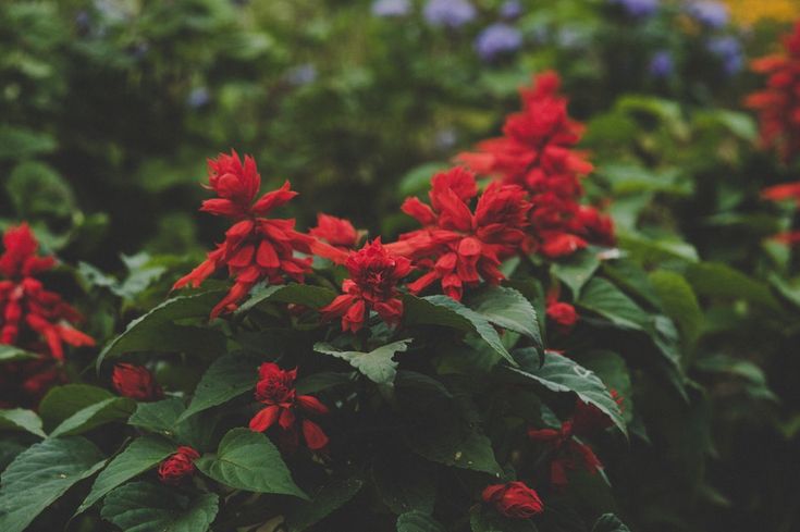 Растение красного цвета фото New free stock photo of nature red flowers #freebies #FreeStockPhotos Landscapin