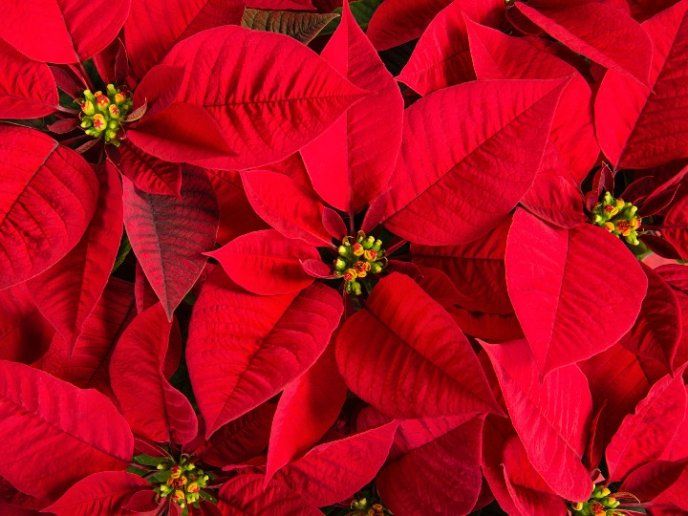 Растение красного цвета фото Usos de la flor de la nochebuena, no solo es para adornar Poinsettia plant, Poin