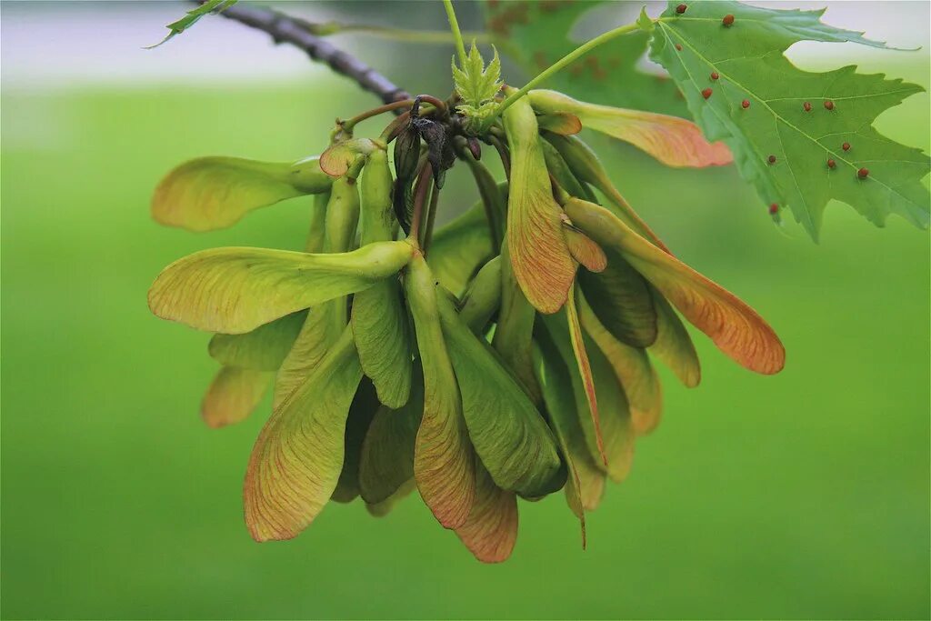 Растение крылатка как выглядит Silver Maple Seeds with Maple Bladder Gall Acer saccharinu. Flickr