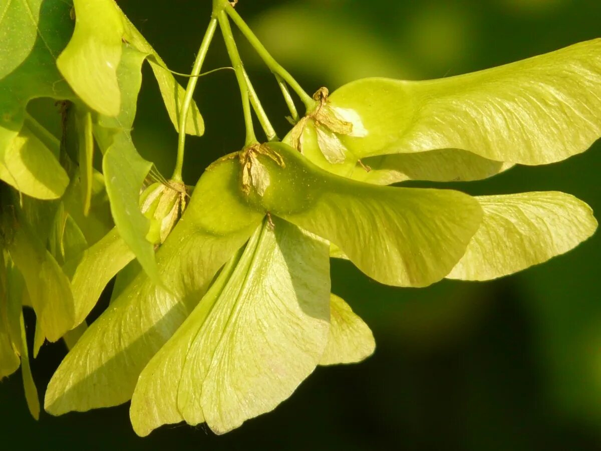 Растение крылатка как выглядит Free Images : blossom, light, sun, sunlight, flower, food, green, produce, yello