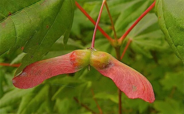 Растение крылатка как выглядит Vine maple fruit Native plants, How to attract birds, Seeds