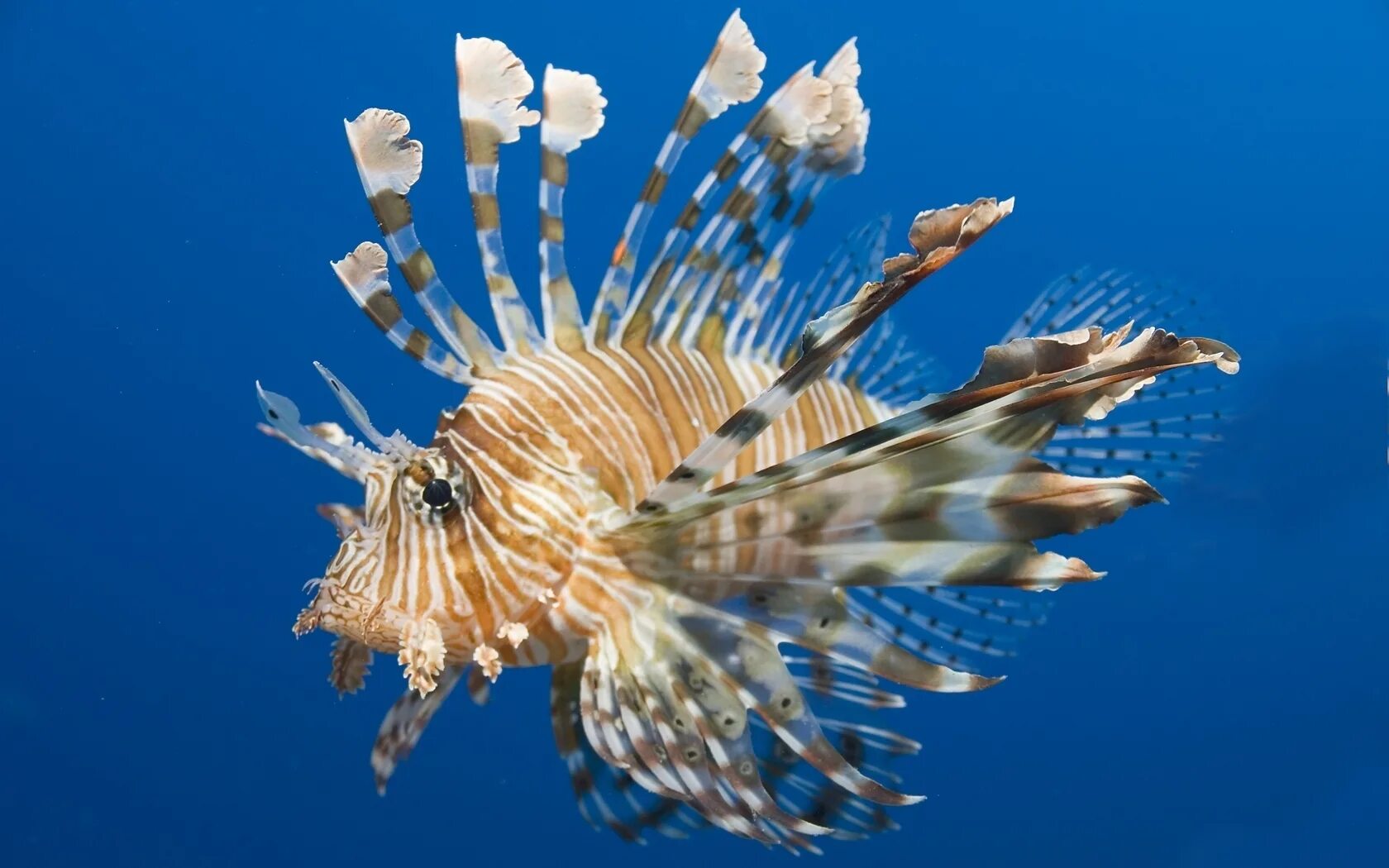 Растение крылатка как выглядит Wallpaper : fish, lionfish, water, underwater, swim 1680x1050 - wallpaperUp - 67