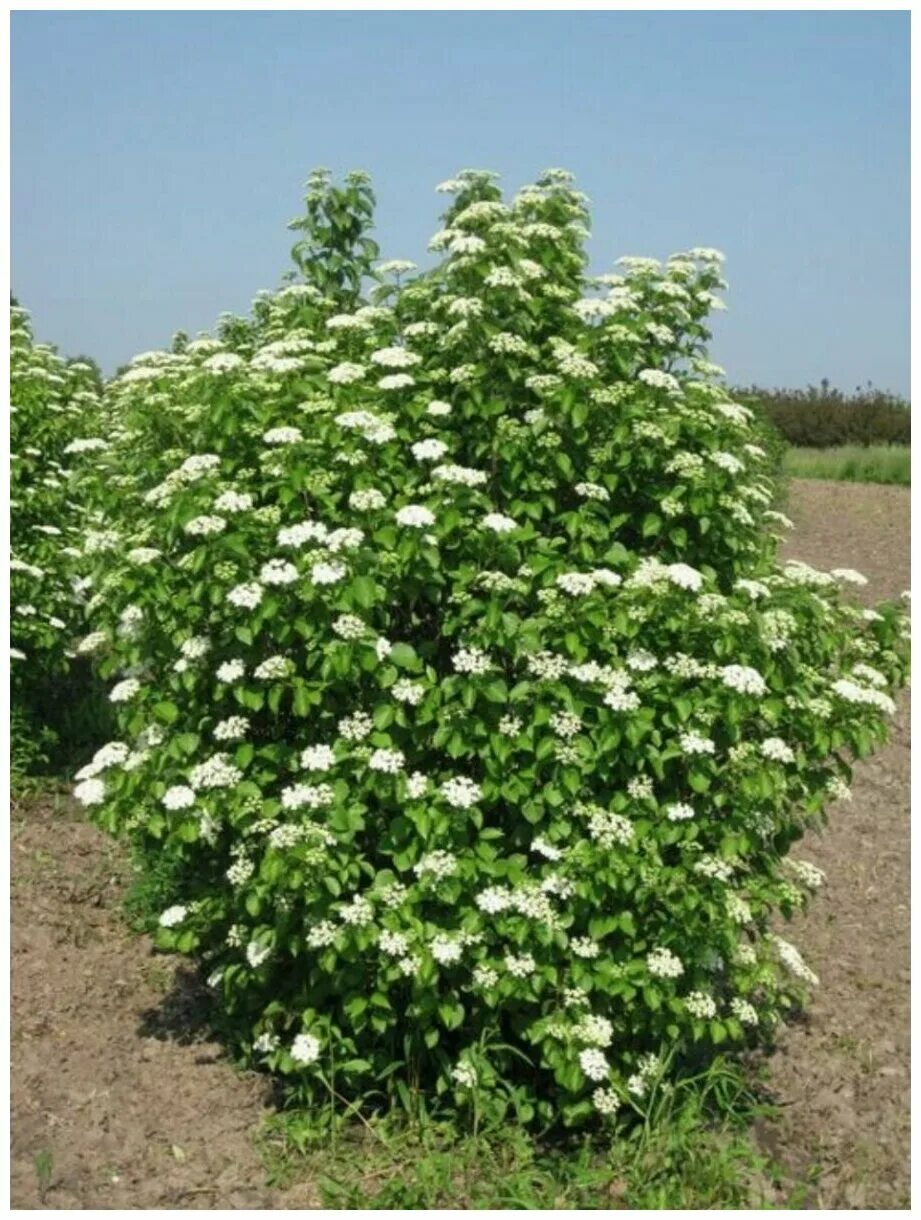 Растение кустарники фото Семена Калина гордовина (Viburnum lantana), 30 штук - купить в интернет-магазине