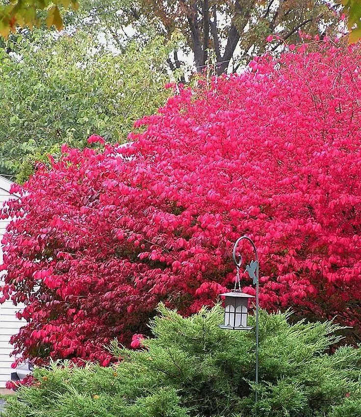 Растение кустарники фото Black Walnut Tolerant Plants. Burning Bush. Canadale Nurseries Ltd. Ornamental t