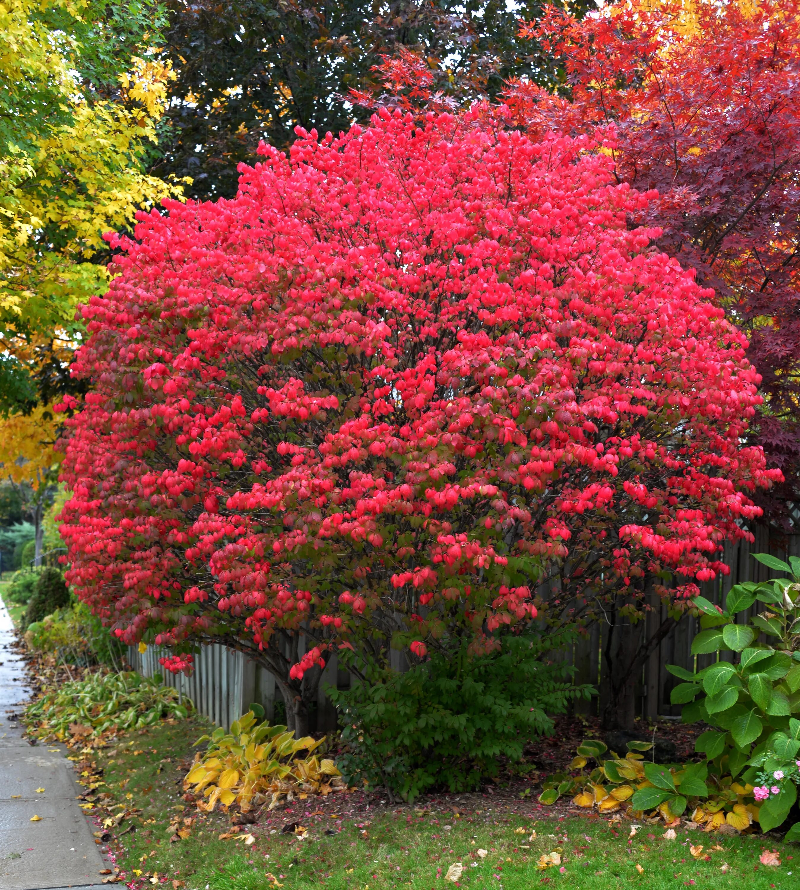 Растение кустарники фото Файл:Euonymus alatus Toronto.JPG - Вікіпедія