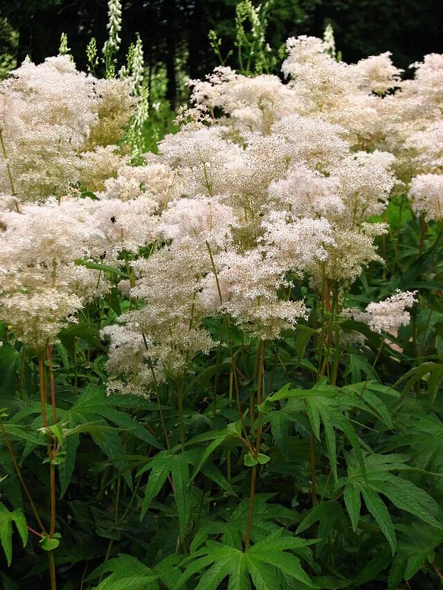 Растение лабазник как выглядит File:Filipendula palmata 04.JPG - Wikipedia