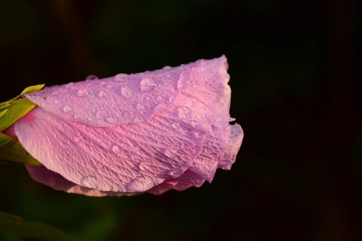 Растение лепесток как выглядит Free Images : nature, blossom, leaf, flower, purple, petal, bloom, wet, pink, fl