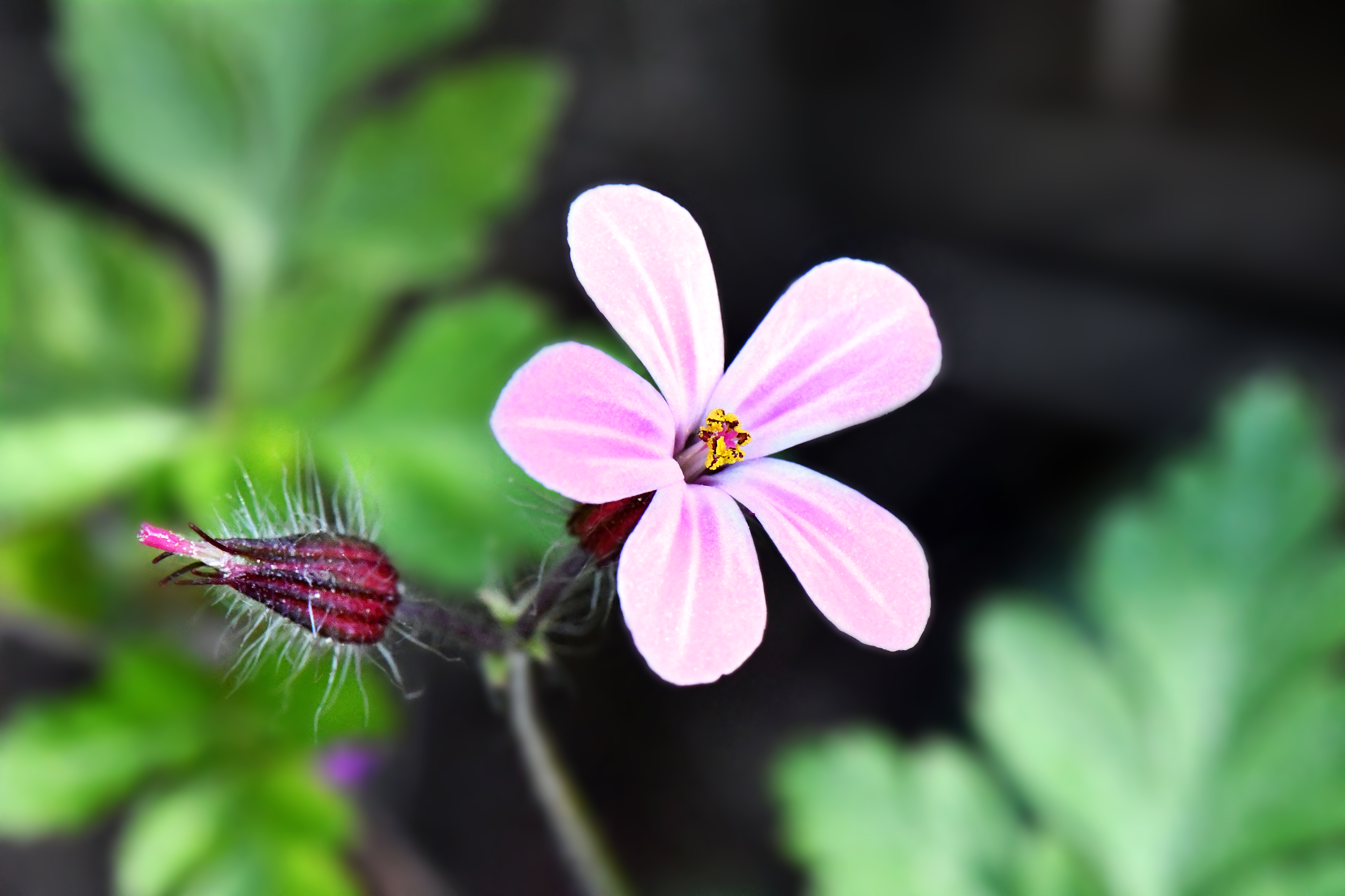 Растение лепесток как выглядит Free Images : flower, bud, purple, flowering plant, petal, botany, wildflower, g