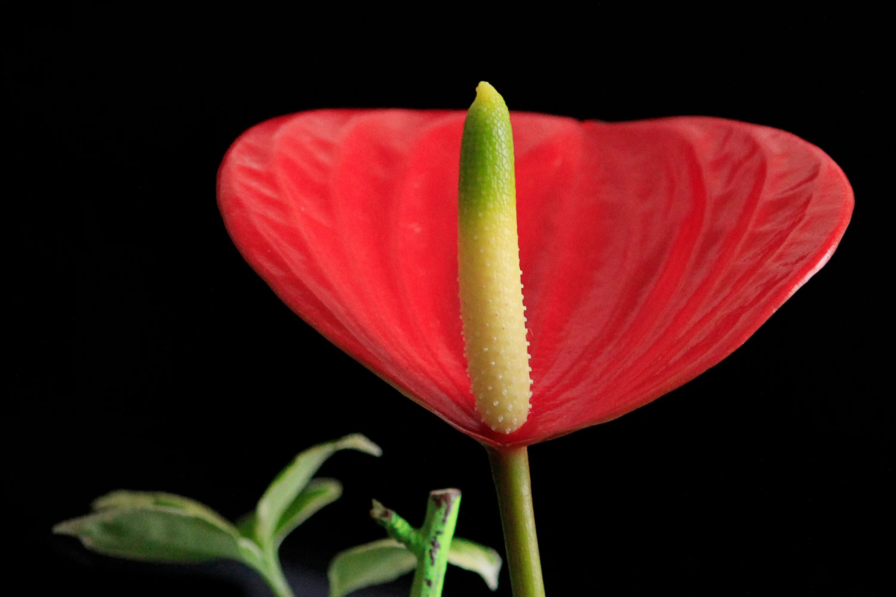 Растение лепесток как выглядит Free Images : blossom, flower, petal, bloom, red, flora, wildflower, close up, a