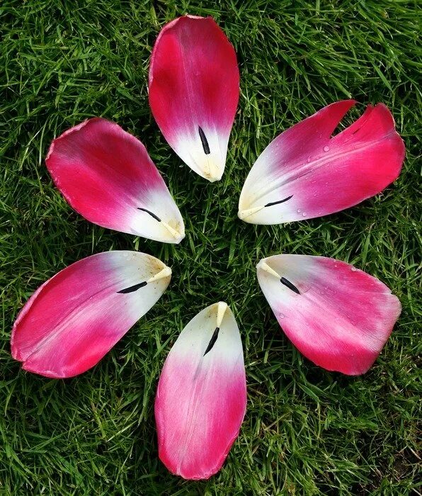 Растение лепесток как выглядит Tulip flopetals on lawnwer free image download