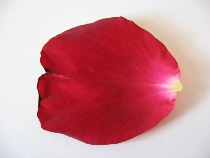 Растение лепесток как выглядит Flower Petal Rose Red Rose petal uses, Rose petals, Flower petals