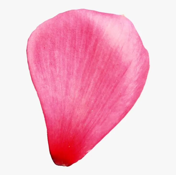 Растение лепесток как выглядит Flower Petal Transparent Background, HD Png Download , Transparent Png Image - P