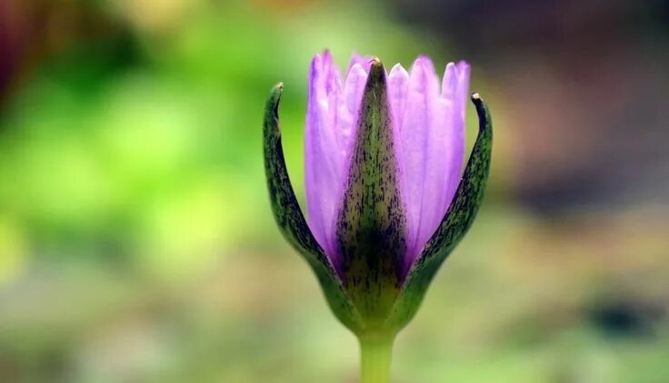 Растение лепесток как выглядит purple Water lily, bud, flower, close up wallpaper Purple flowers wallpaper, Wat