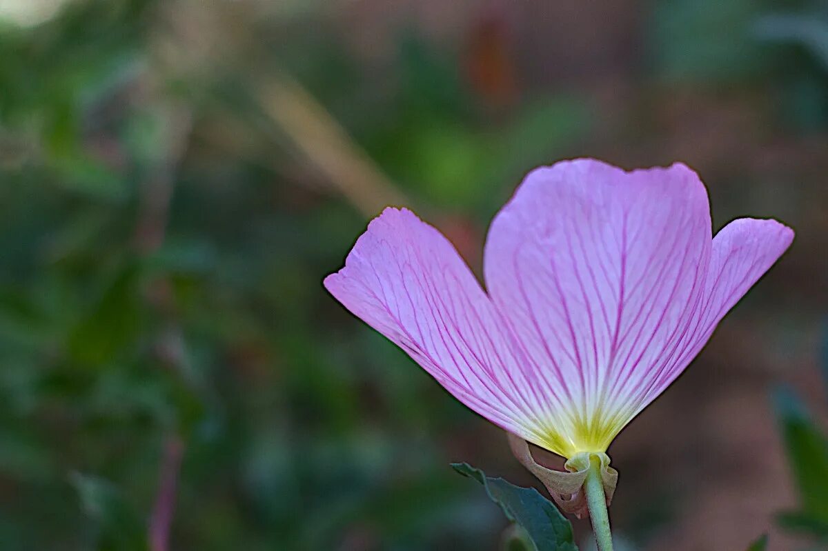 Растение лепесток как выглядит Free Images : nature, blossom, leaf, flower, petal, botany, flora, wildflower, c