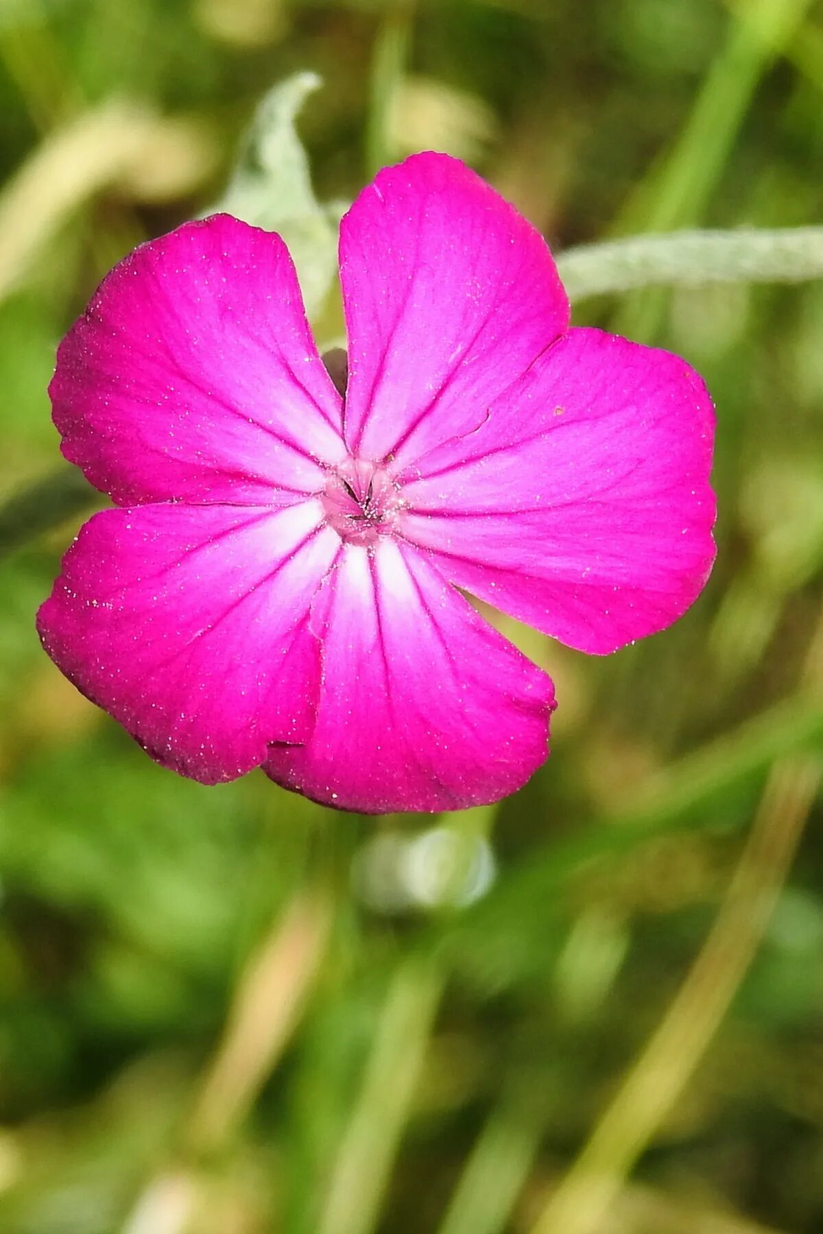 Растение лепесток как выглядит Free Images : blossom, leaf, petal, bloom, red, botany, flora, wild flower, wild