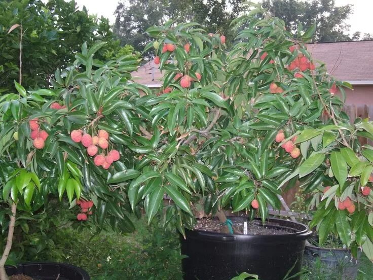 Растение личи как выглядит фото Lychee in pots Lychee tree, Potted trees, Lychee fruit