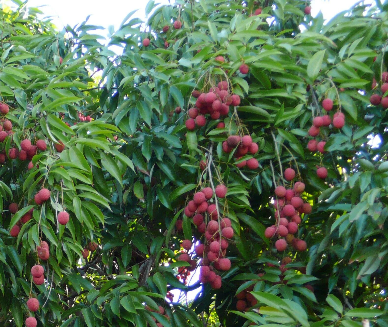 Растение личи как выглядит фото Download Hanging Red Lychee Fruits On Trees Wallpaper Wallpapers.com