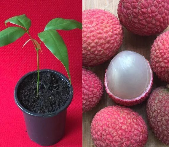 Растение личи как выглядит фото Potted Starter PLANT Lychee Tropical Fruit Tree Litchi - Etsy Starter plants, Fr