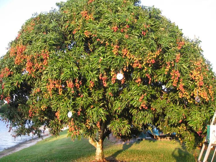 Растение личи как выглядит фото Lychee Fruit Nutritional Value 3 Superfood Benefits Lychee tree, Fruit trees, Ex