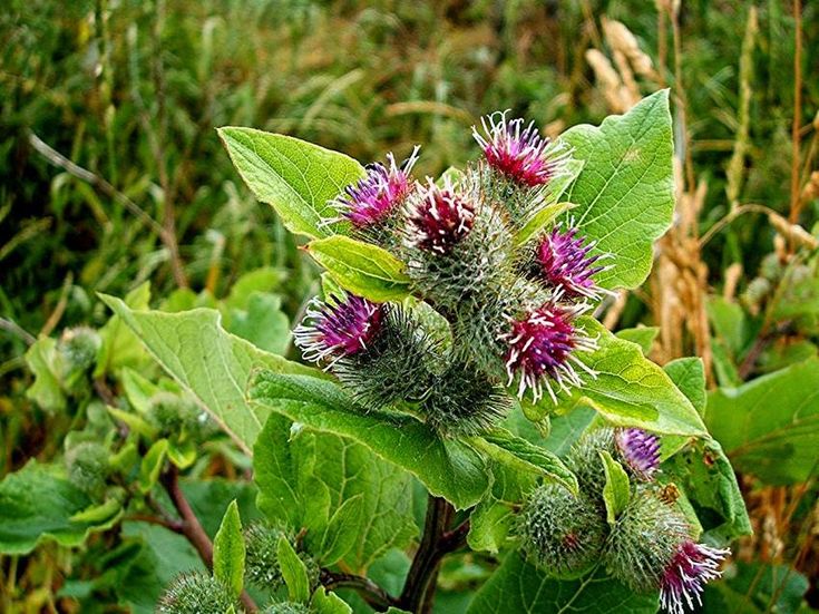 Растение лопух как выглядит и где растет How to Grow Burdock Growing Burdock Herbs, Medicinal herbs, Edible plants