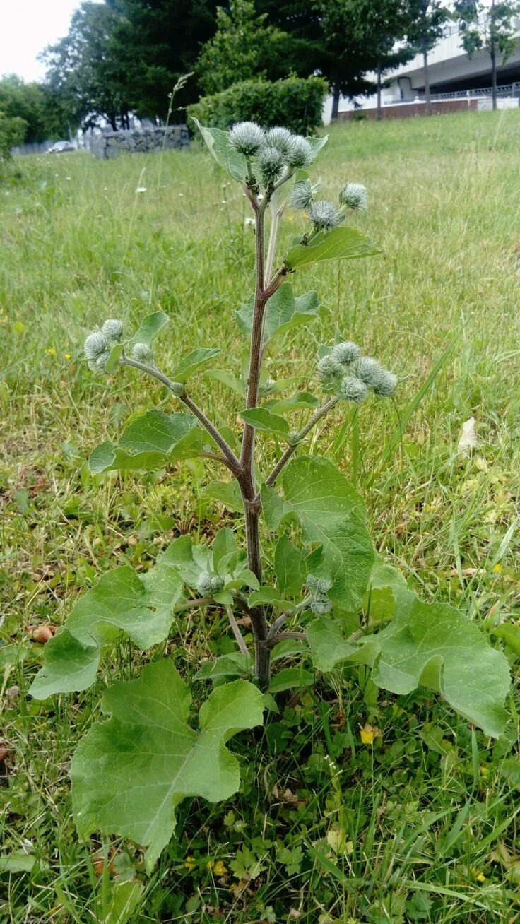 Растение лопух как выглядит и где растет Pin on Ботаника Plants, Grapes, Garden