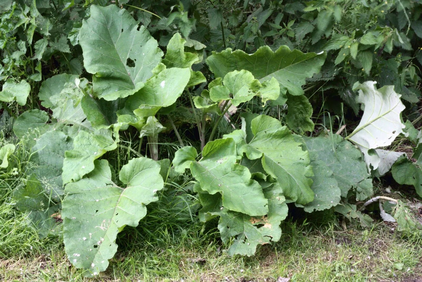 Растение лопух как выглядит и где растет Burdock plant Archives " The African Bio-Mineral Balance