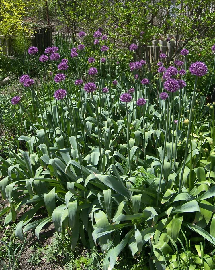 Растение лук чеснок фото Allium aflatunense - Image of an specimen - Plantarium