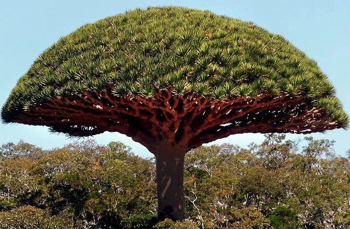 Растение мира фото Dracaena cinnabari, Ilha Socotra, Oceano Índico, África. Dragon blood tree, Soco