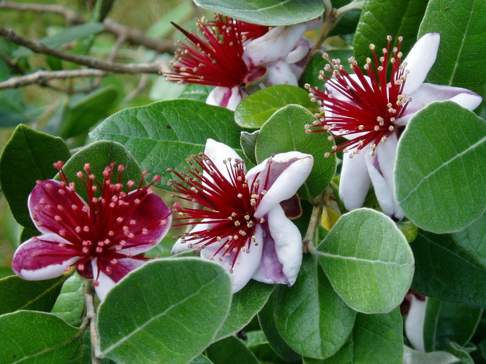 Растение мира фото feijoa flower - Google Search