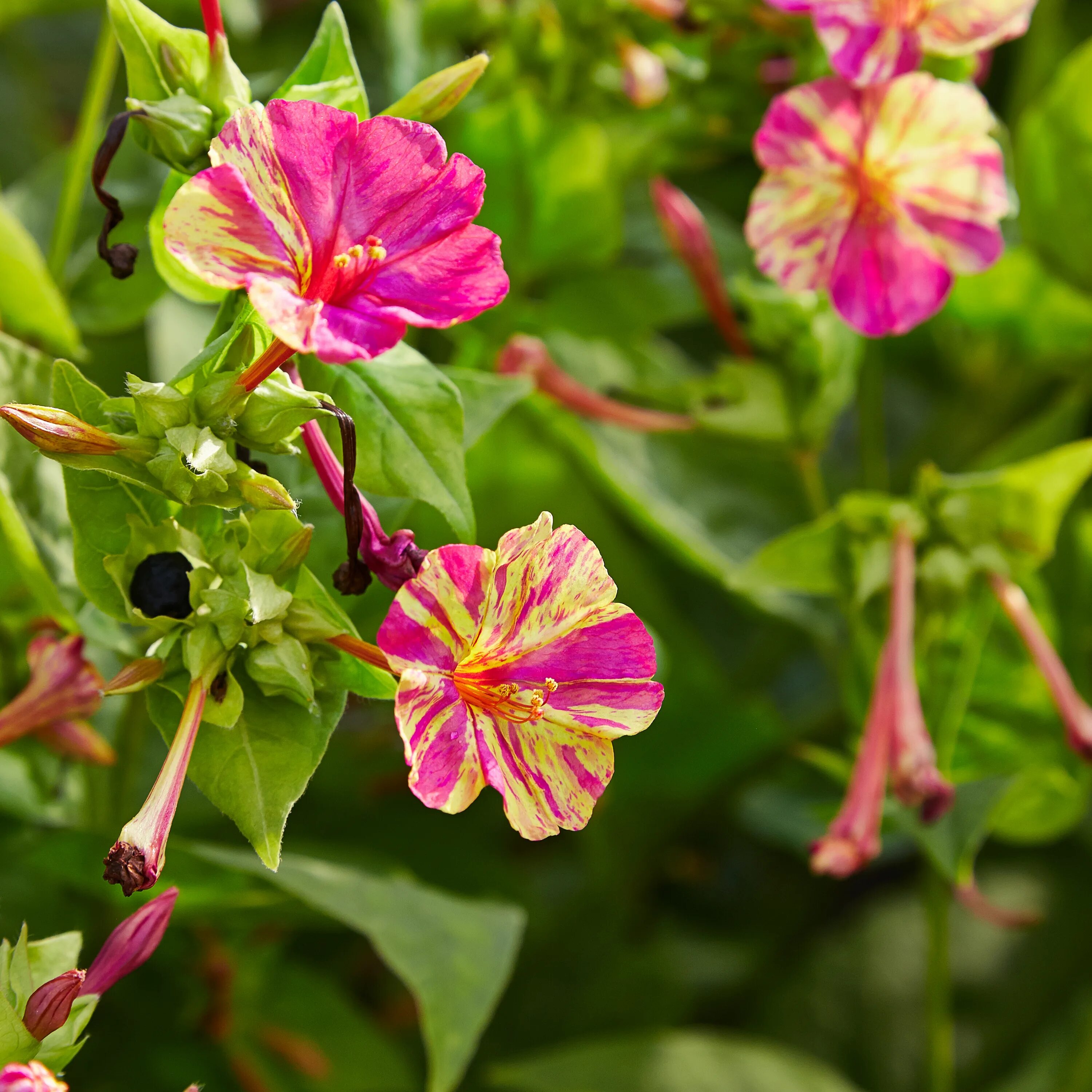 Растение мирабилис как выглядит File:Mirabilis jalapa 'bicolor'-IMG 9208.jpg - Wikimedia Commons