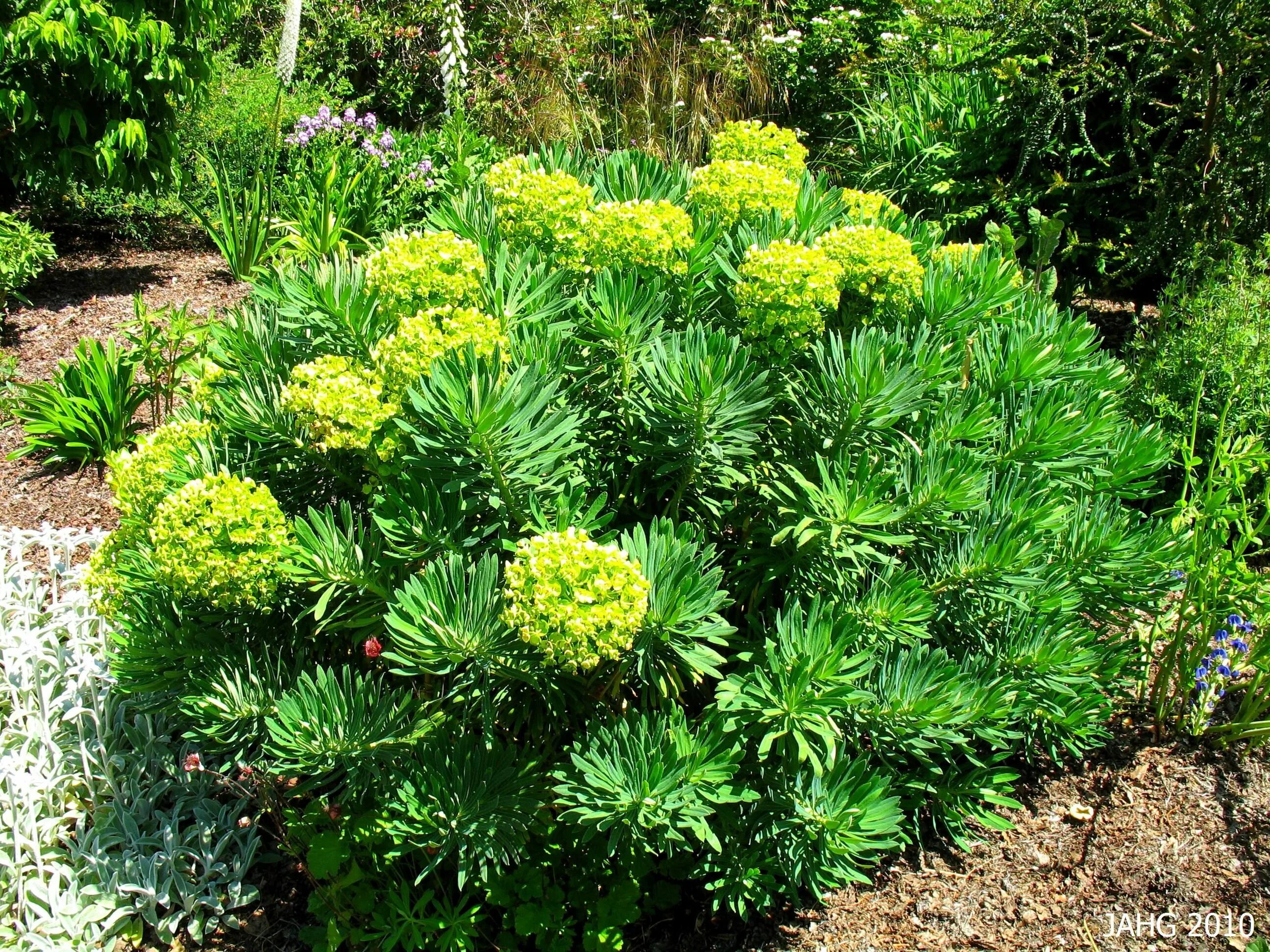 Растение молочай фото садовое euphorbia Mediterranean garden, Plants, Garden plants design