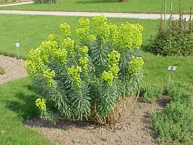 Растение молочай фото садовое Файл:Euphorbia characias3.jpg - Википедия