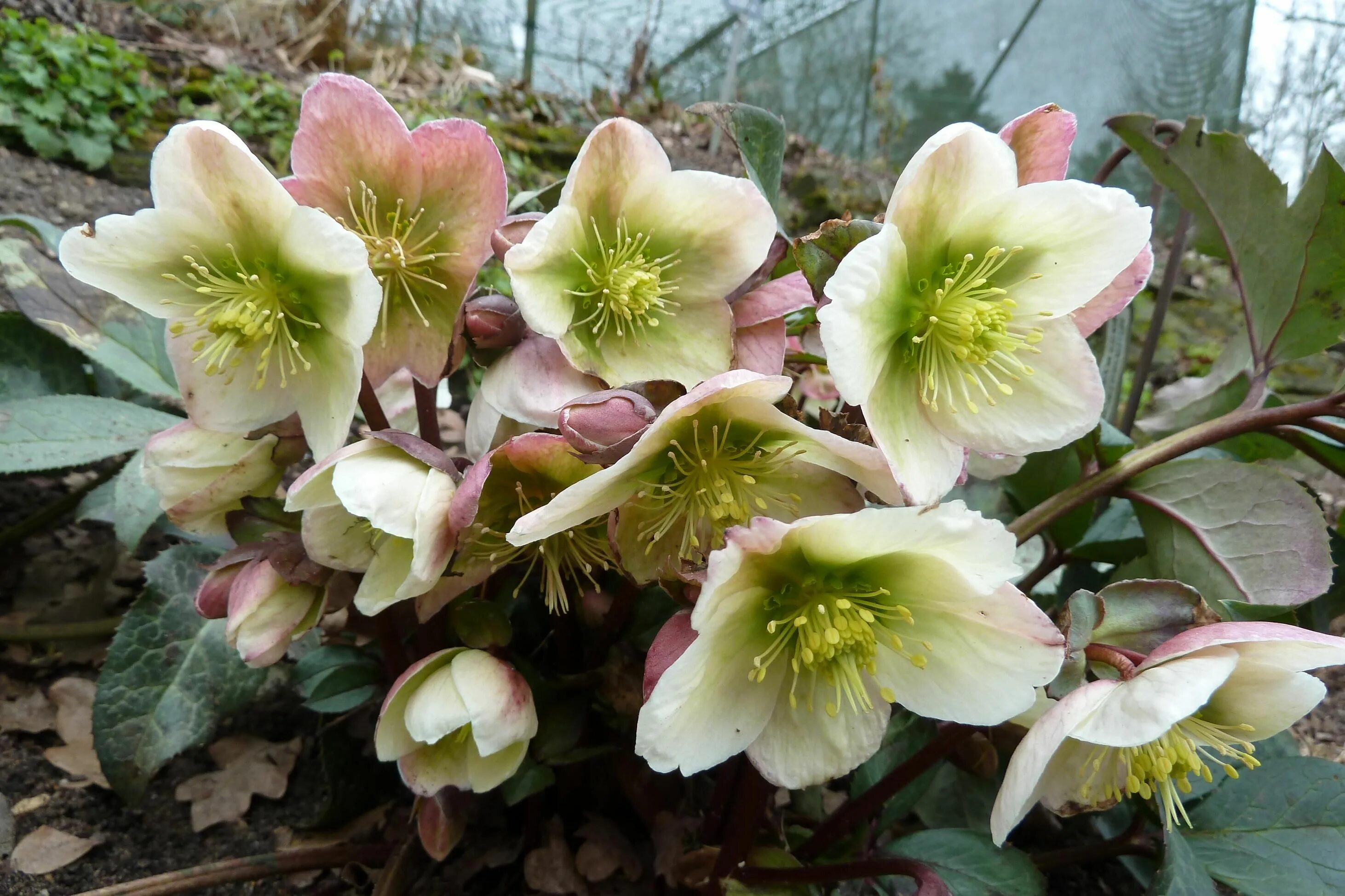 Растение морозник как выглядит Hellebores from Heaven - Bark and Garden Center Winter rose, Flowers, Garden cen