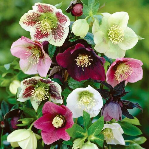 Растение морозник как выглядит 15+ HELLEBORUS NIGER FLOWER SEEDS / CHRISTMAS ROSE / RABBIT RESISTANT / EASY eBa