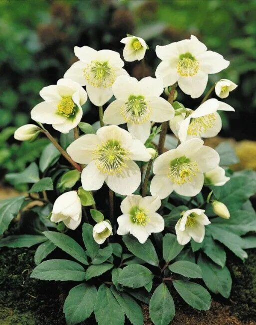 Растение морозник как выглядит hellebore flower - FLOWERS WORLD - FLOWERS WORLD Bloemzaden, Tuin, Bloemplanten